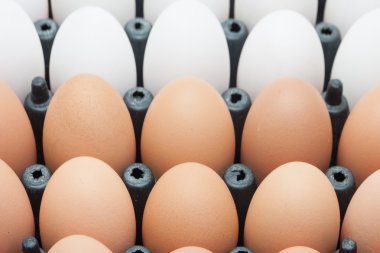 Ördek yumurta ve tavuk yumurta