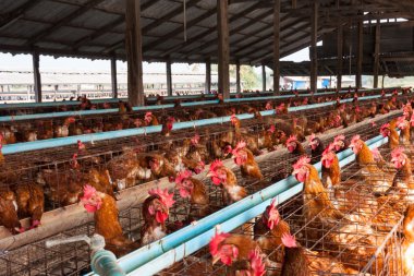 Yerel Grup tavuklarda