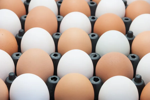 Csirke tojás és a kacsa tojás — Stock Fotó