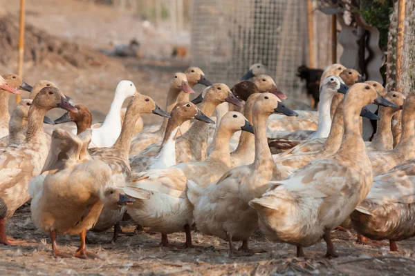 gruptaki kahverengi ördekler