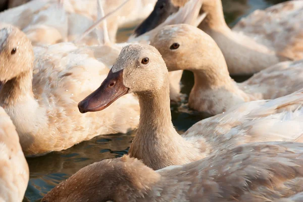 Brown ducks in farm — Stock Photo, Image