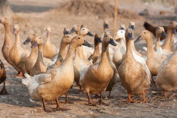 Brown ducks in farm — Stock Photo, Image