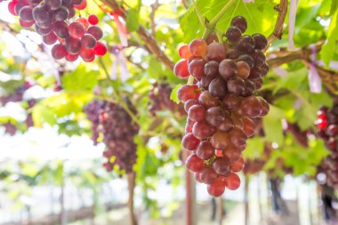 Üzüm bağında kırmızı üzümler