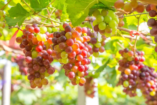 Uvas rojas en el viñedo —  Fotos de Stock