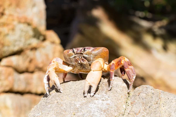 Krab op Tachai eiland, provincie Phangnga, Thailand — Stockfoto