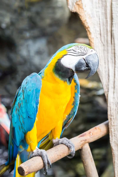 Colorful parrot, parrot macaw bird — Stock Photo, Image