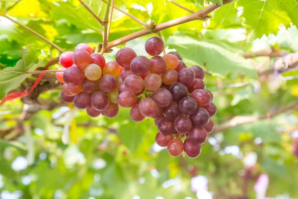 Uvas rojas en el viñedo —  Fotos de Stock