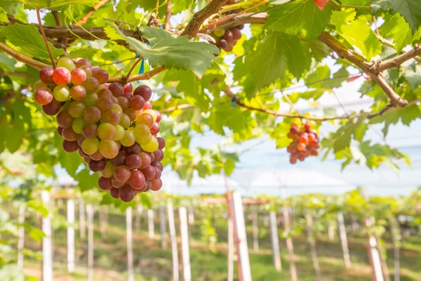 Uvas rojas en el viñedo —  Fotos de Stock