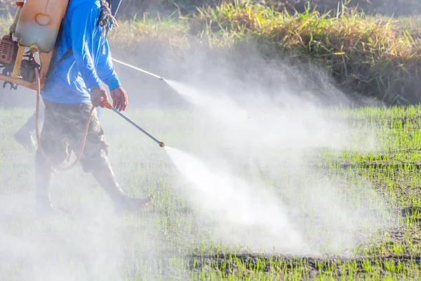 Rolnik rozpylania pestycydów w ryżowym polu — Zdjęcie stockowe