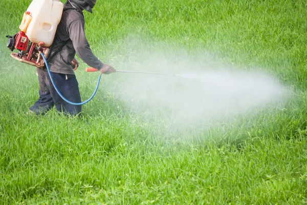 Agricultor pulverizando pesticida no campo de arroz — Fotografia de Stock