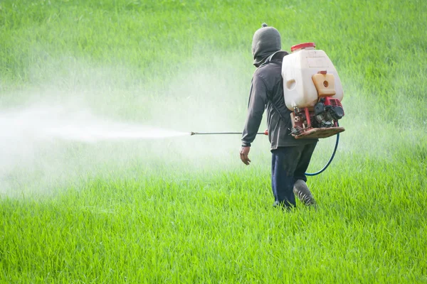 Farmer spraying pesticide in the rice field — Stock Photo, Image