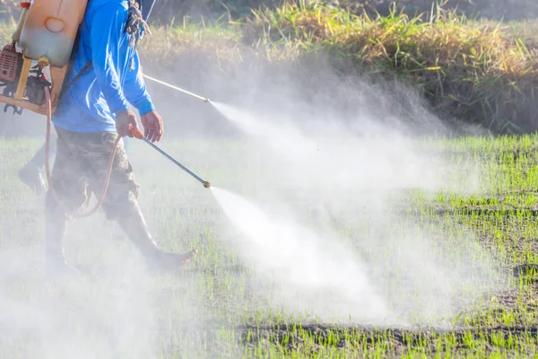 Farmer spraying pesticide in the rice field — Stock Photo, Image