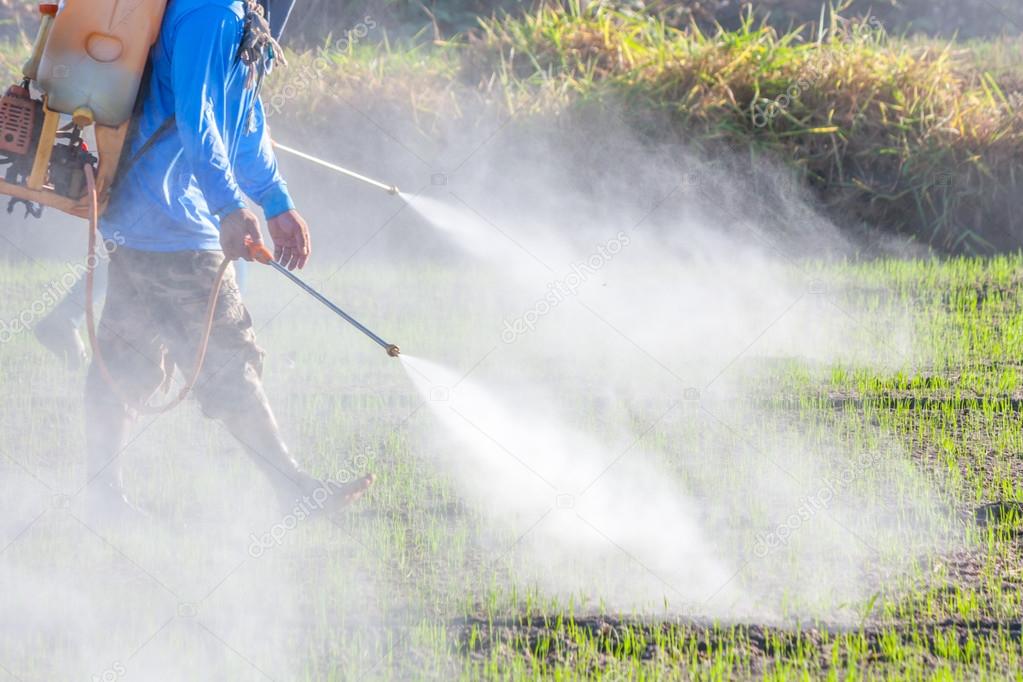 farmer spraying pesticide in the rice field