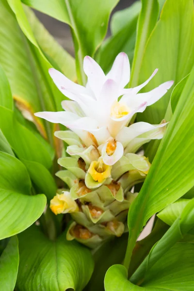 Gurkmeja blomma — Stockfoto