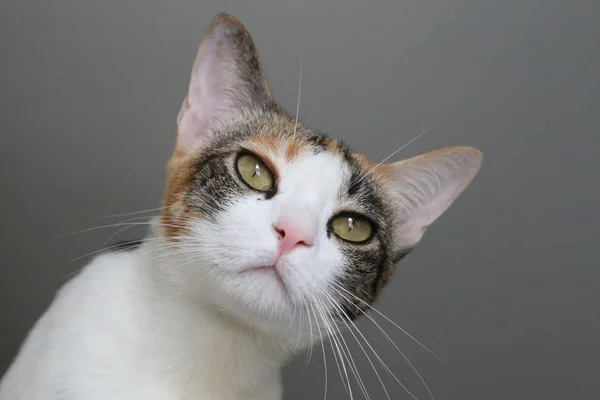 Gatto tre colori su sfondo grigio — Foto Stock