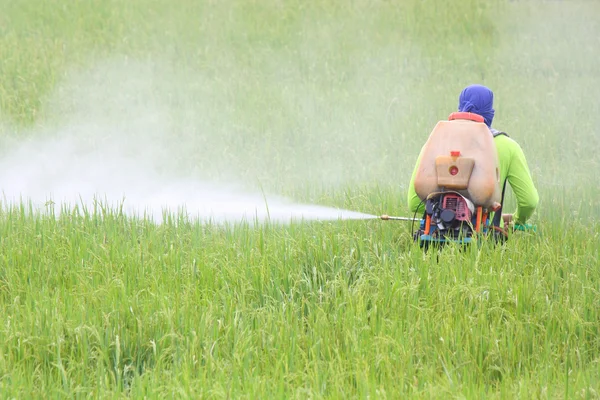 Agricultor pulverizando pesticida no campo de arroz — Fotografia de Stock