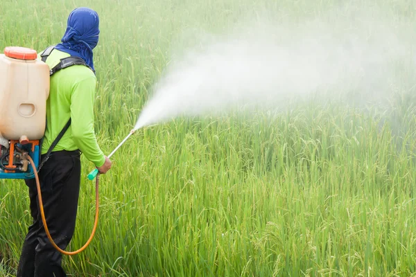 Agricultor pulverizando pesticida no campo de arroz — Fotografia de Stock