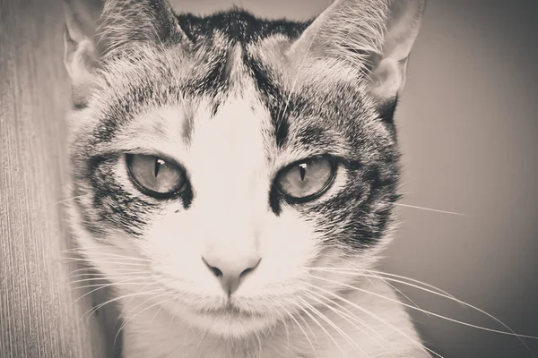 Preto e branco de cara de gato — Fotografia de Stock