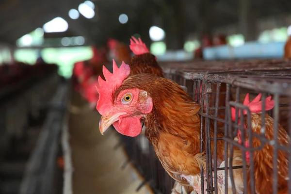 Huevos granja de pollo — Foto de Stock