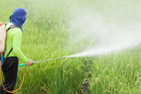 Agricultor pulverizando pesticida no campo de arroz — Fotografia de Stock
