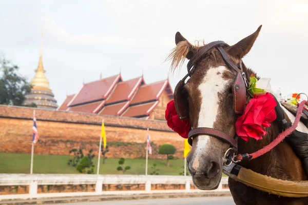 Carruaje de caballos en el templo Phra That Lampang Luang, Lampang, Thail —  Fotos de Stock