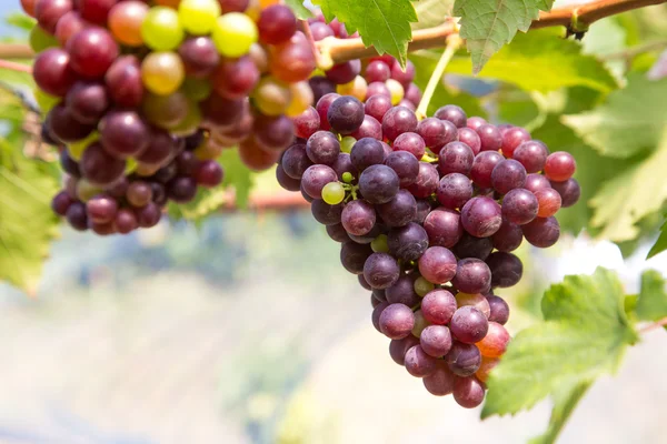 Uvas rojas —  Fotos de Stock