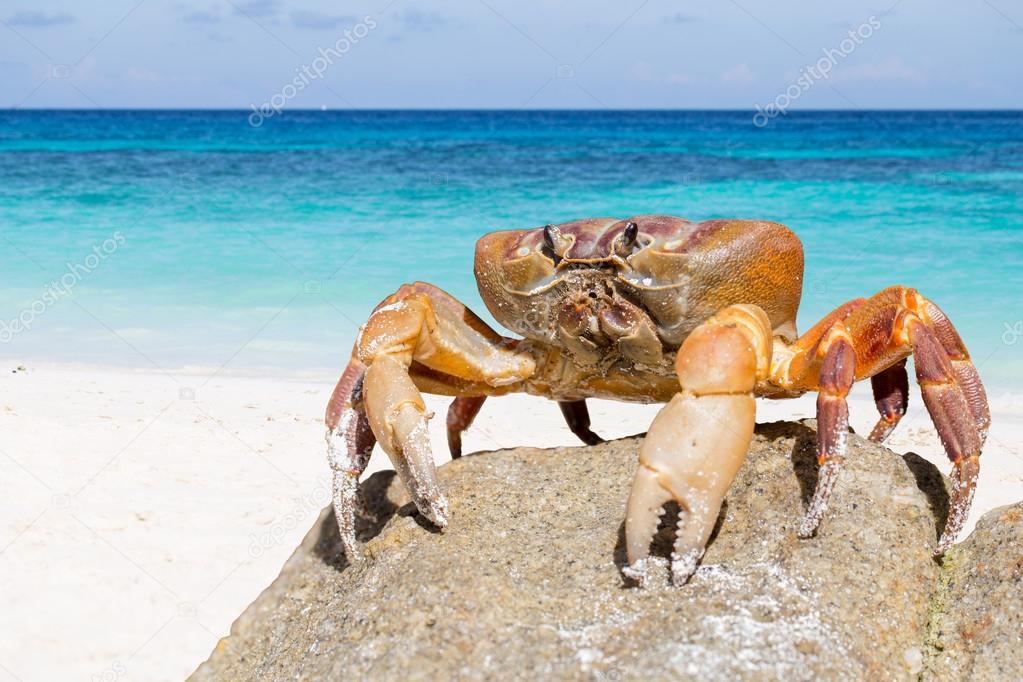 Hairy leg mountain crab, Tachai island, Phang Nga Province, Thai