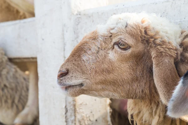 Side of face sheep in the stall — Stock Photo, Image