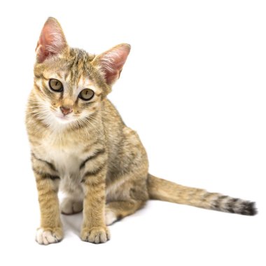 Beyaz zemin üzerinde kedi yavrusu