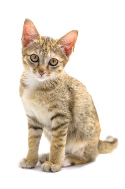 Beyaz zemin üzerinde kedi yavrusu