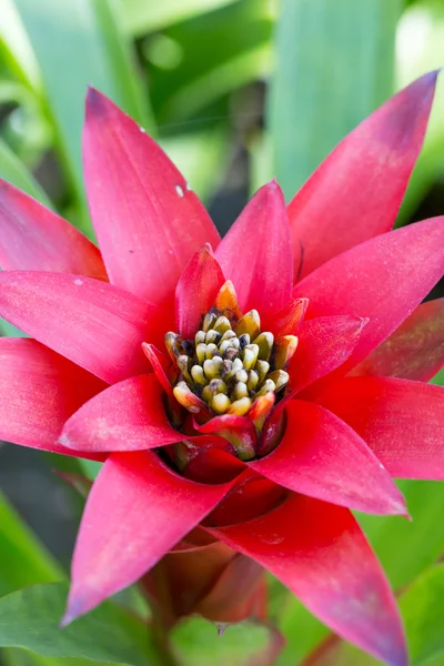 Bromelias rojas — Foto de Stock