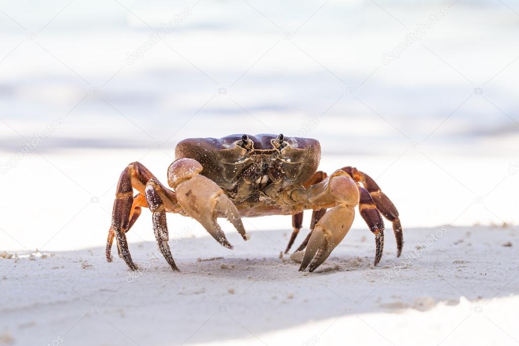 Hairy leg mountain crab, Tachai island, Phang Nga Province, Thai