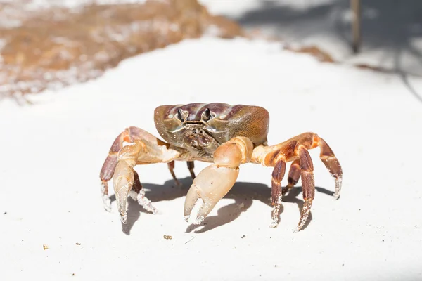 Jambe poilue crabe des montagnes, île de Tachai, province de Phang Nga, Thaïlande — Photo