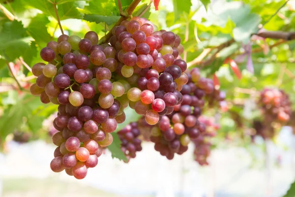 Uvas rojas —  Fotos de Stock