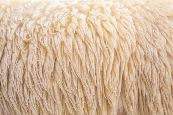 Wool sheep — Stock Photo, Image