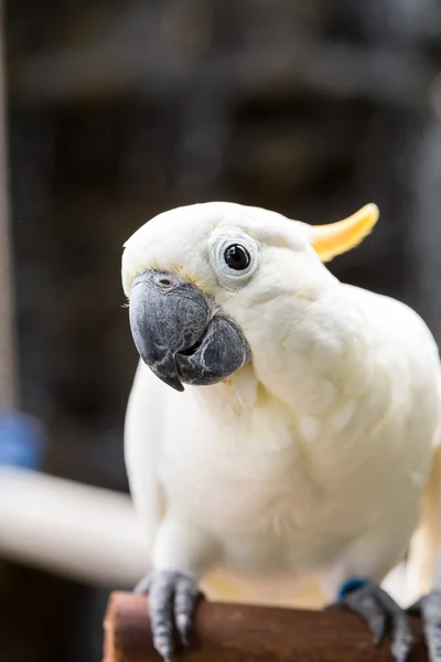 Zwavel-crested cockatoo, cacatua galerita zat op takken — Stockfoto