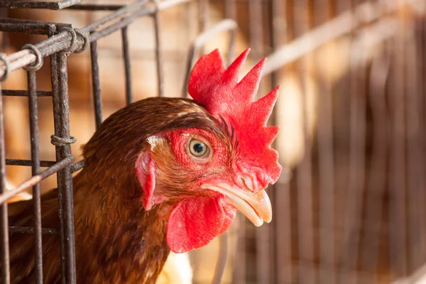 Allevamento di pollo — Foto Stock