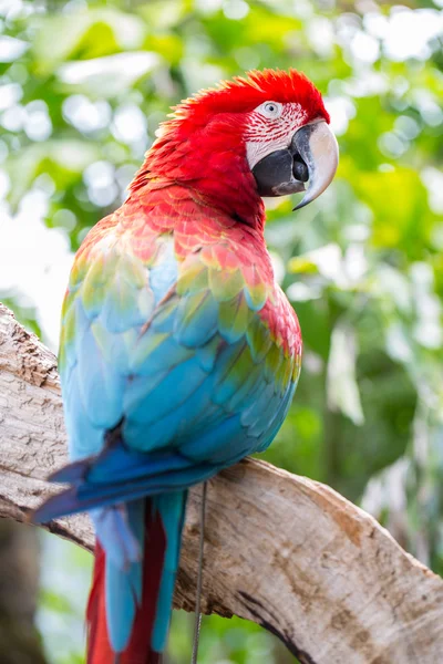 Colorful parrot, Macaw bird — Stock Photo, Image