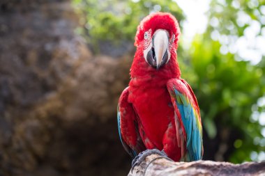 Renkli papağan, Amerika papağanı kuş