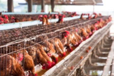 Tavuk çiftliği bulanık bakış. soyut bulanıklık backg kullanılabilir