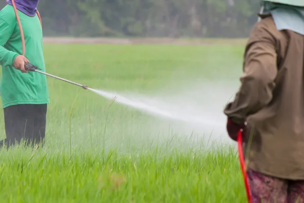 Farmář rozprašování pesticidů v poli rýže — Stock fotografie