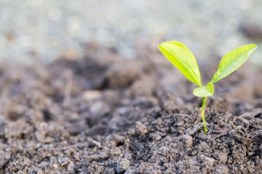 büyüyen yeşil Filiz