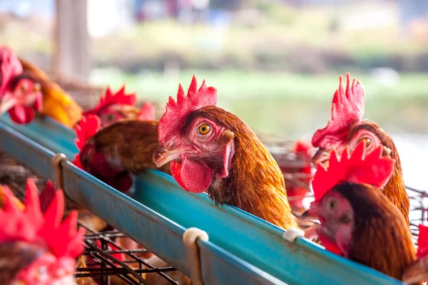 Яйца цыплят на местной ферме — стоковое фото