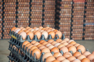 Paket tavuk çiftliğinde yumurta