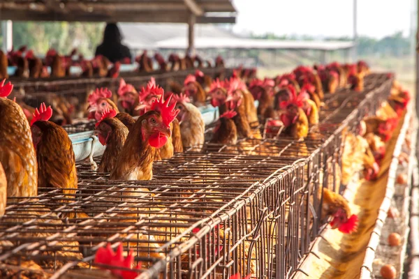 Яйца цыплят на местной ферме — стоковое фото