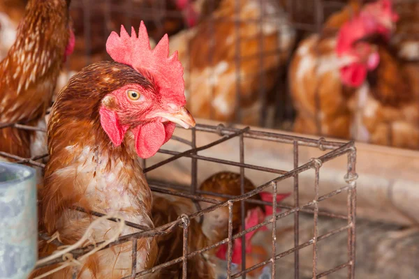 Œufs Poulets dans la ferme locale — Photo