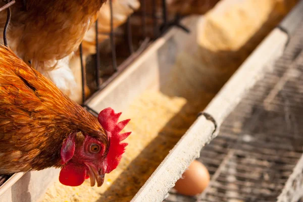 Eier Hühner im örtlichen Bauernhof — Stockfoto