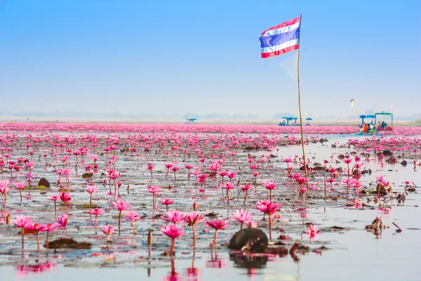 Море розового лотоса, Нонган, Удонтани, Таиланд, Невиданное в Таиланде — стоковое фото
