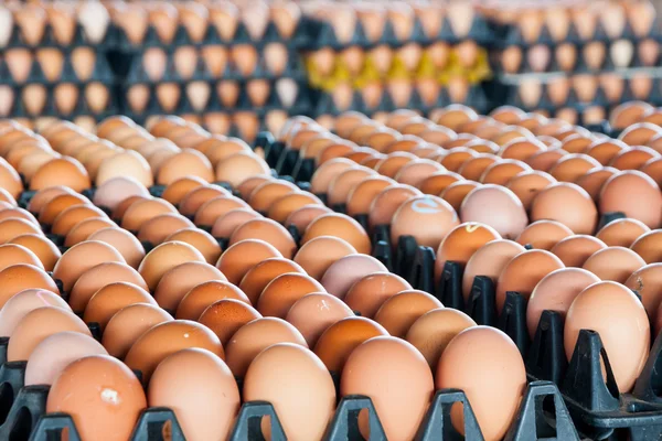 Ovos da fazenda de galinhas no pacote — Fotografia de Stock