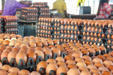 Paket tavuk çiftliğinde yumurta